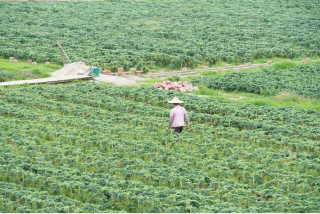 使命队增长打造的蔬菜基地建议了当地村落夷易近失业增收。张璠/摄