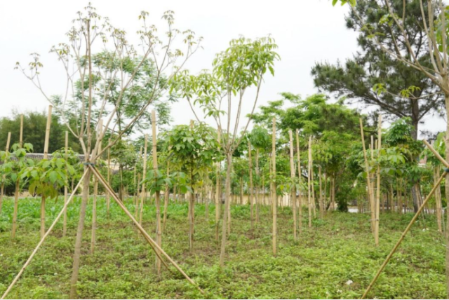 开明村的“一村千树”项目选择种植观赏价值和经济效益均较高的树苗。李瑞雪/摄