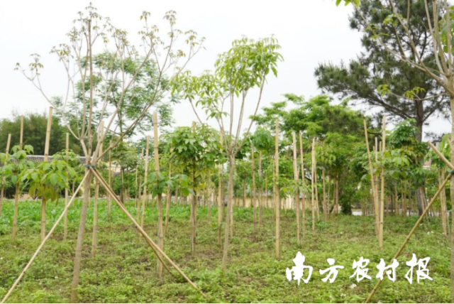 驻肇庆封开南丰镇工作队积极推广“拆旧建绿”方式，提升镇村人居环境。李瑞雪/摄