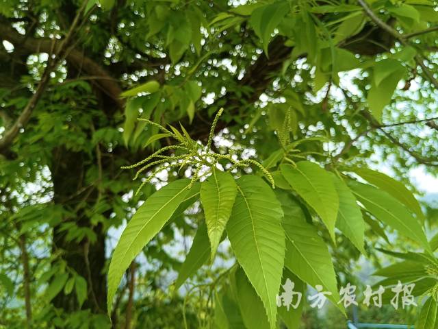 锥栗古树花枝（吴永彬摄）