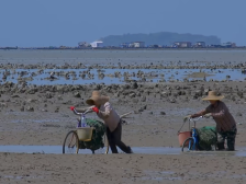 茂名最“蚝”的地方，藏在滨海新区这个小村里