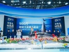 深圳渔博会喊你尝鲜：巨无霸”金枪鱼现切现吃！