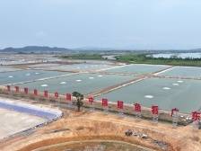 你在日本吃的鳗鱼，可能产自台山｜江门优品系列③