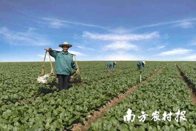广州市清香农产有限公司带动农户持续增收。  