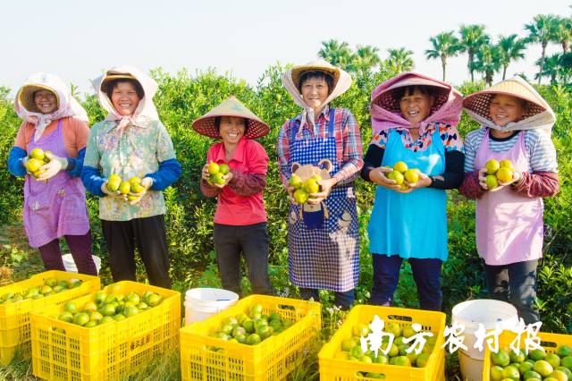 丰收时节，新会柑农采收、晒制新会柑皮。