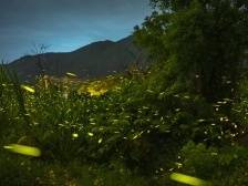 视频｜浪漫！邂逅萤火虫飞舞的童话世界，就在深圳这里