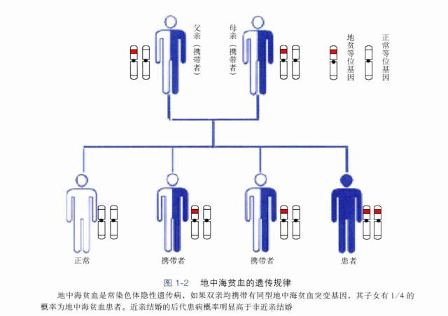 地中海贫血遗传规律。图片来源：《地中海贫血预防控制操作指南》  