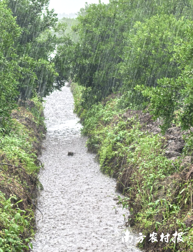  入汛强降雨，实时做好新会柑园管护尤为紧张。