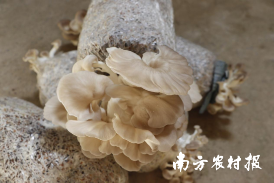 “桑-蠶-繭-菌-肥”生態(tài)循環(huán)產(chǎn)業(yè)體系