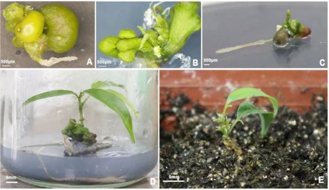 研究中“黑叶”荔枝体细胞胚的成熟与植株再生