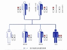 筛诊治并重，地贫防控从婚前抓起