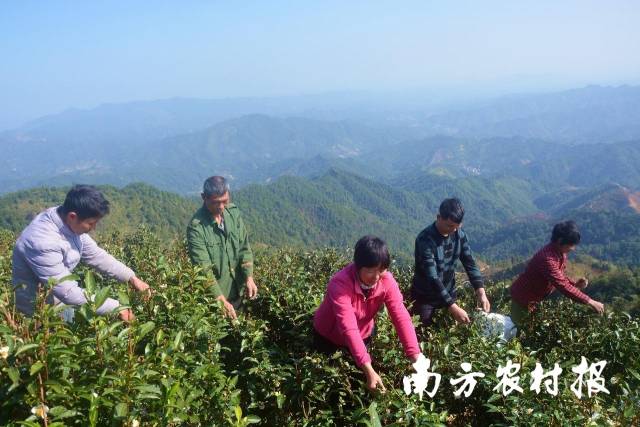 祝雪兰带领乡亲成立了第一家农民合作社：苍梧县六堡镇瑶家雪兰六堡茶专业合作社。颜桂海/摄
