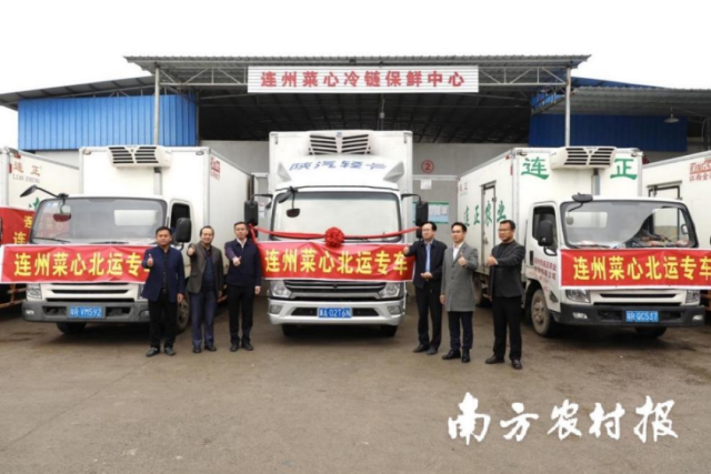 连州菜心首发上海，开启“南菜北运”新征程。谭家富摄