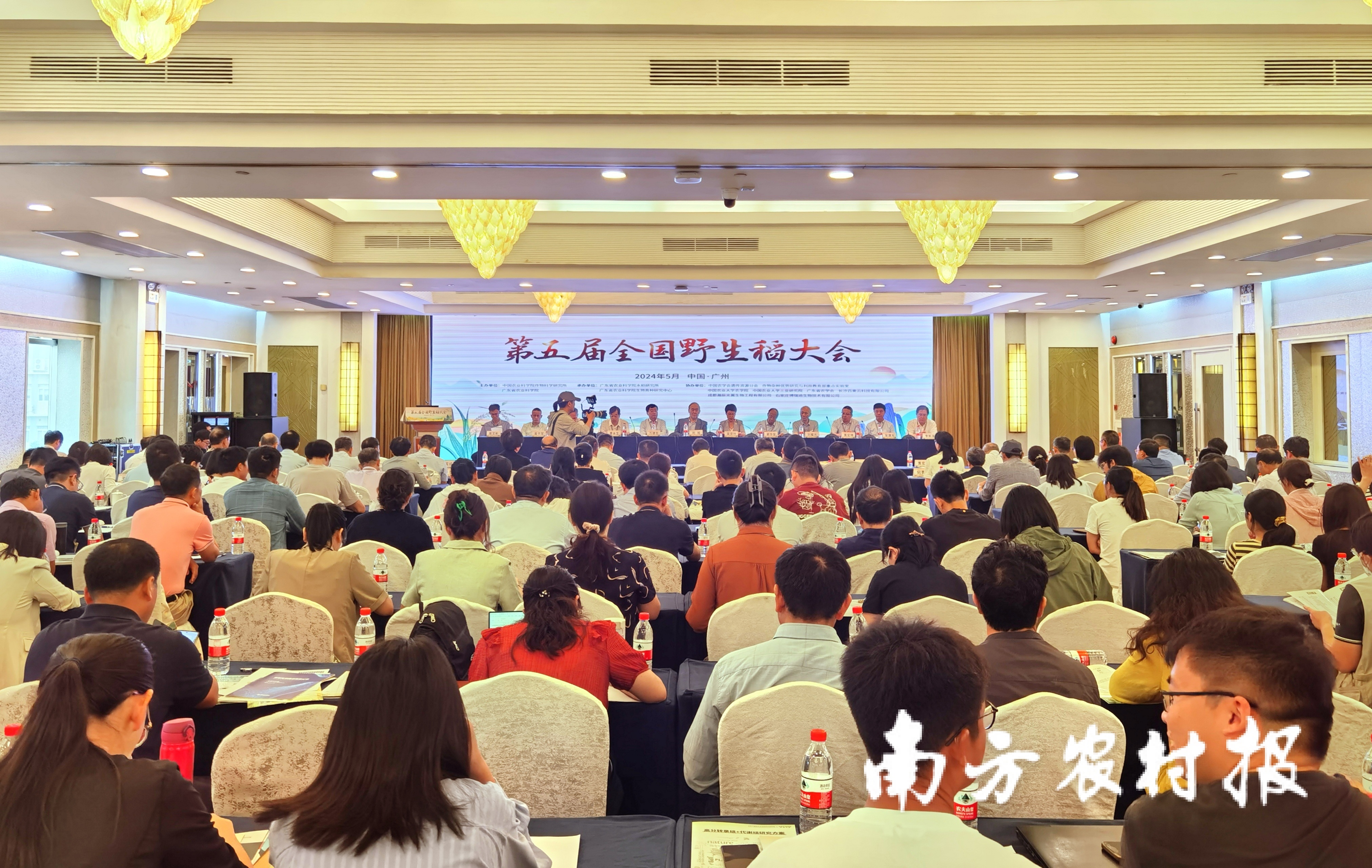 第五届全国野生稻大会现场。种质质圃 第五届全国野生稻大会现场。生稻