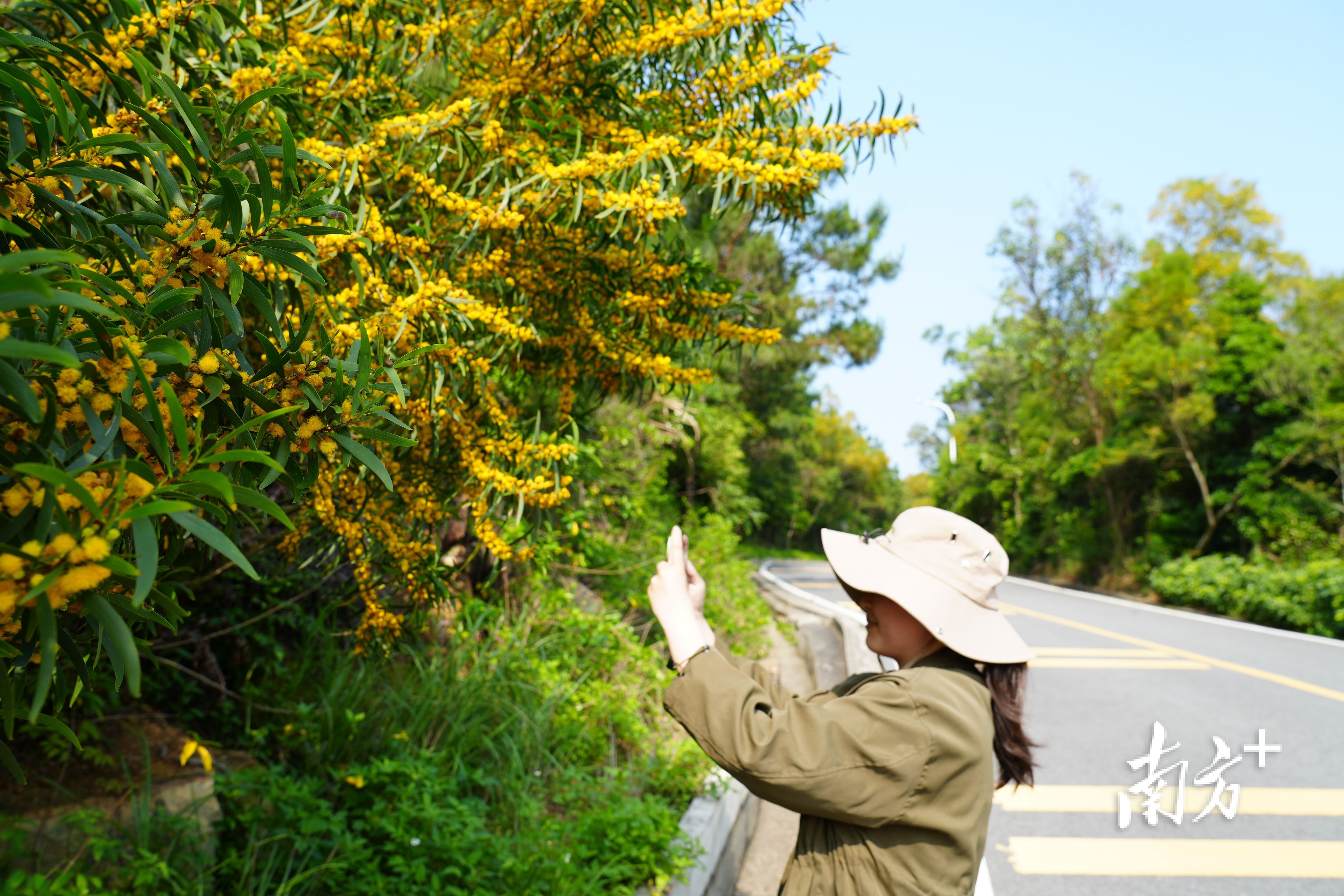 沿路金黄的相思花，吸引游客前来拍照记录、打卡留念。