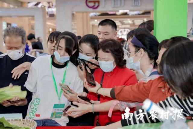 连州菜心走进多地商圈推介，受广大市民热捧。