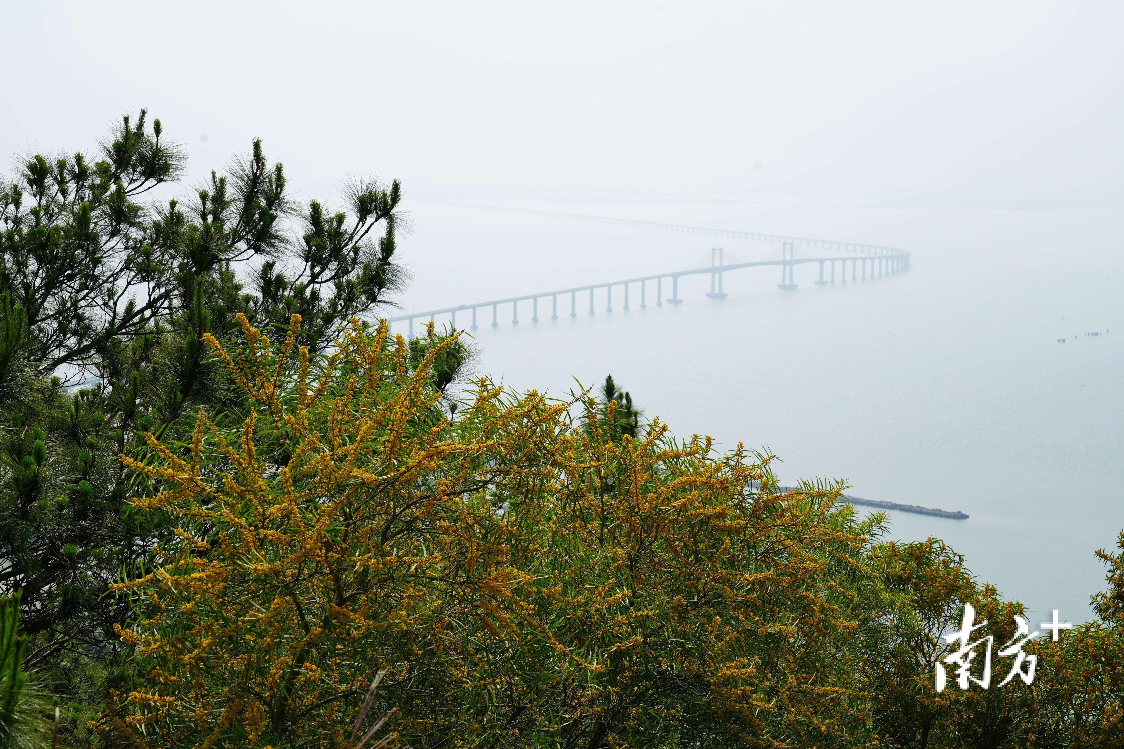 盘山公路两侧的相思花与远处藏在大雾中的南澳大桥同框，相映成趣。