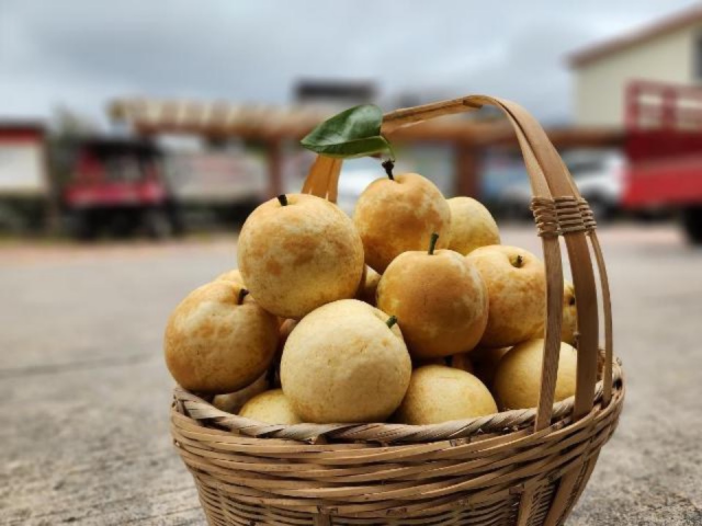 连州水晶梨即将在7月上市。周小丽摄