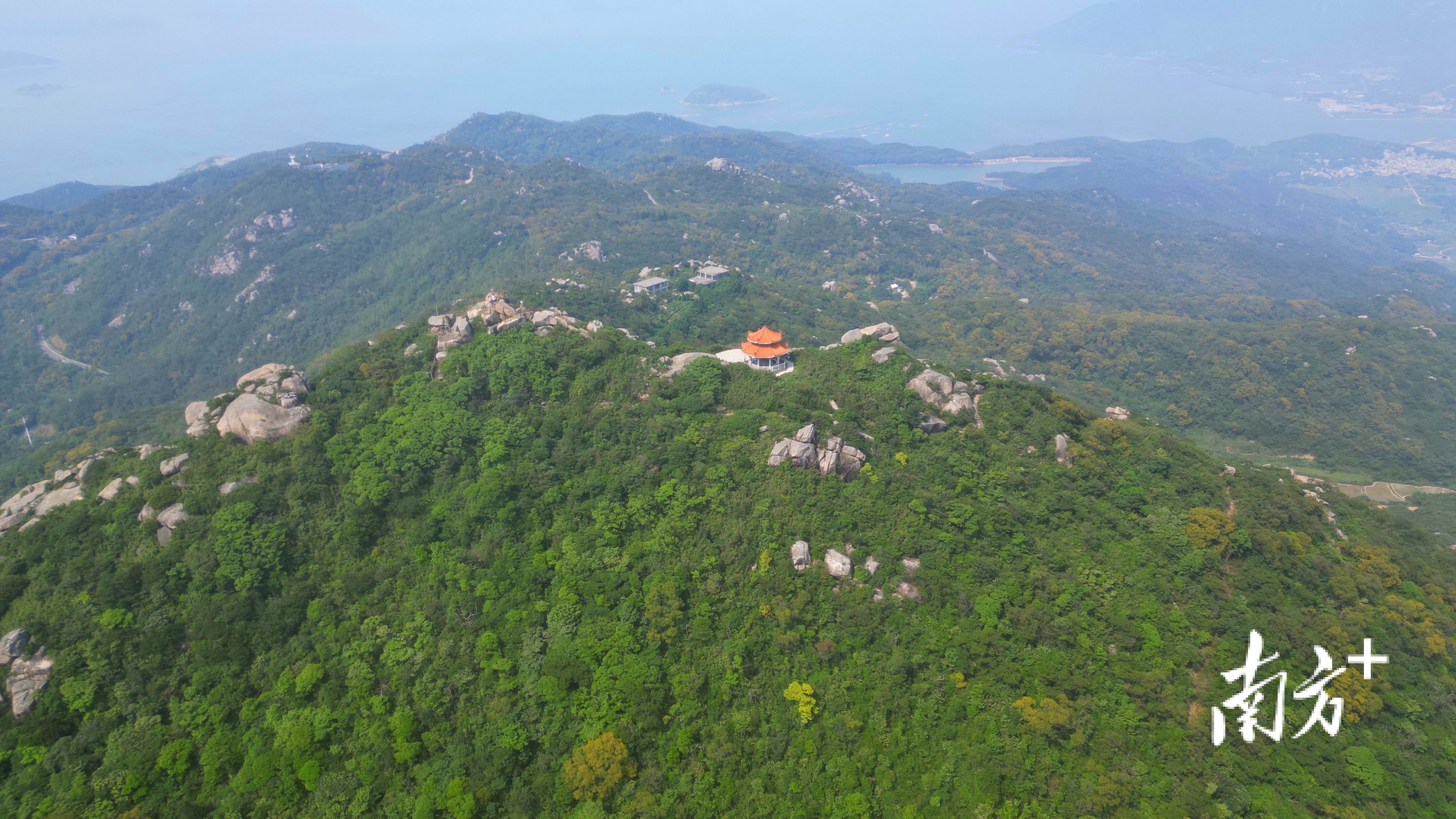 在汕头第一高峰——南澳大尖山，也能邂逅相思花的美。