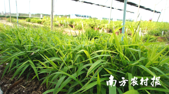 国家家养稻种质资源圃（广州）。