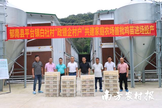 郁南县平台镇白社村落“政银企村落户”共建家庭农场首批3.3万羽鸡苗正式进场投产。