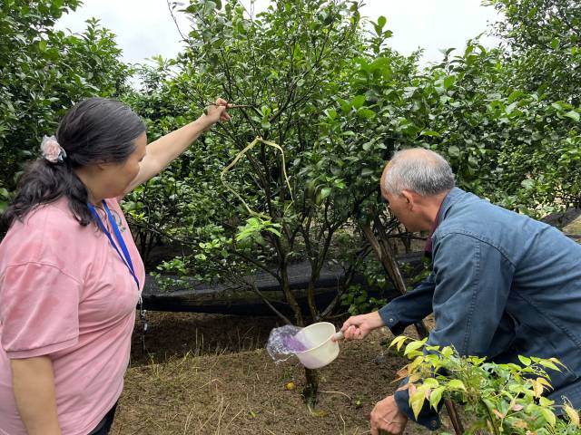 科技特派员指导雨后柑橘管理。