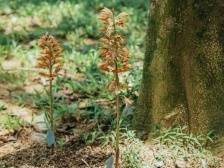 “神奇植物”缘何现身南山？够野够绿够和谐｜南方眼·观南山