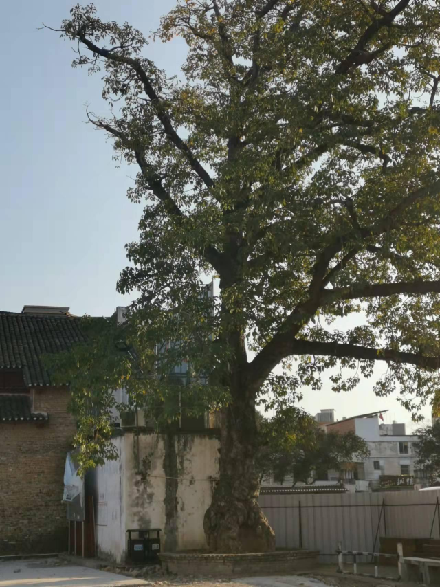 位于河源市龙川县佗城镇佗城村落、树龄约280年的木棉