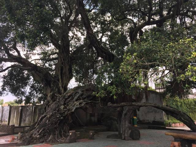 位于揭阳市揭东区锡场镇江滨村落、树龄约754年的榕树