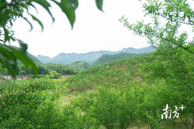 鎮(zhèn)寧蜂糖李果園,。