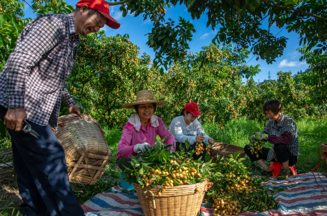 《黄皮果熟时》摄影 杜海洪