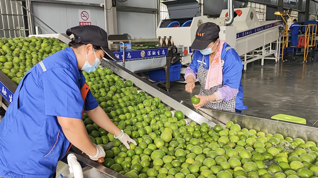 化橘红拣选车间。