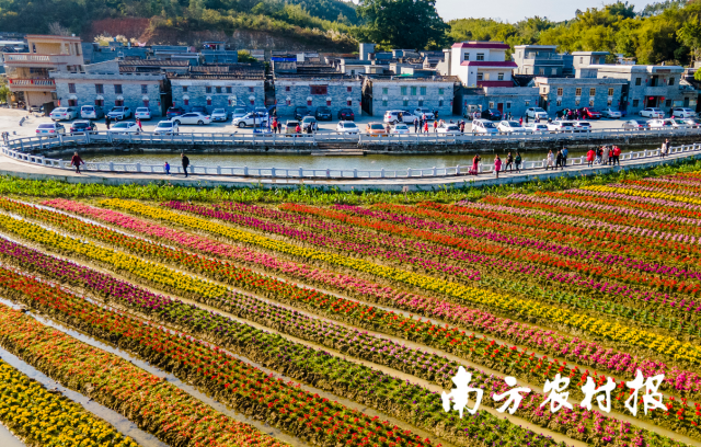 近年来，桂水村以花为媒，打造“花海经济”。