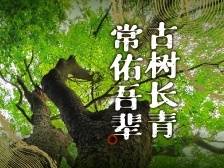 视频 | 古树长青 常佑吾辈