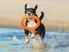 快带你的“毛孩子”来大鹏海边萌宠Party