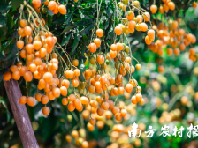 2024年云浮郁南无核黄皮主题征文大赛来了！