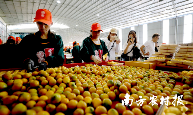 在广西爱田农业有限公司，网络带货达人拍摄工人在包装金桔。（覃庆和 摄）