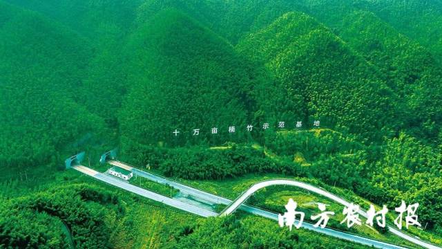 四川宜宾竹文化系统。 四川宜宾竹文化系统。
