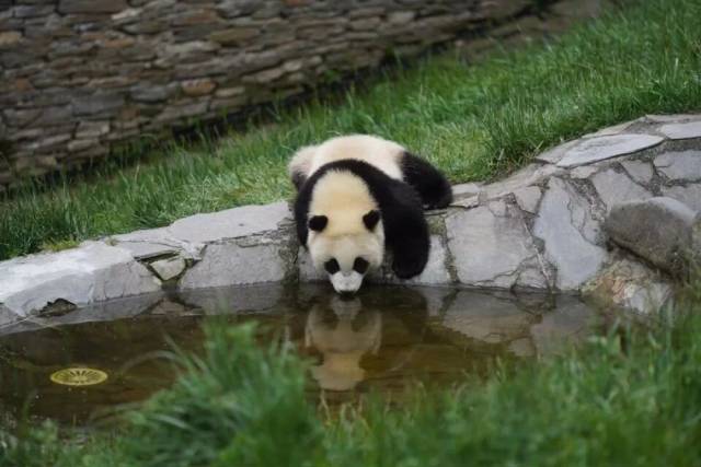 大熊猫幼崽来到池塘边喝水.