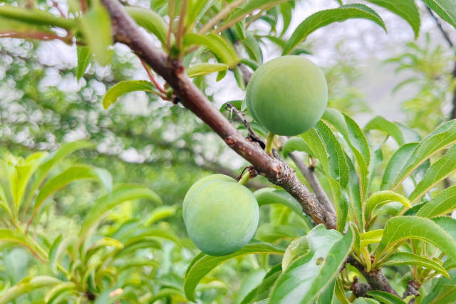 南方农村报 李嘉镓 制图