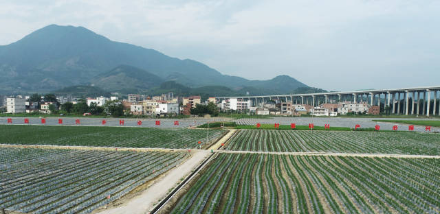 渔涝镇水稻辣椒轮作基地。黄瑛居 摄