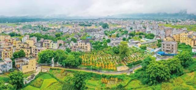 金装镇创新实施“一村千树”推动绿富兴村。梁小明 摄