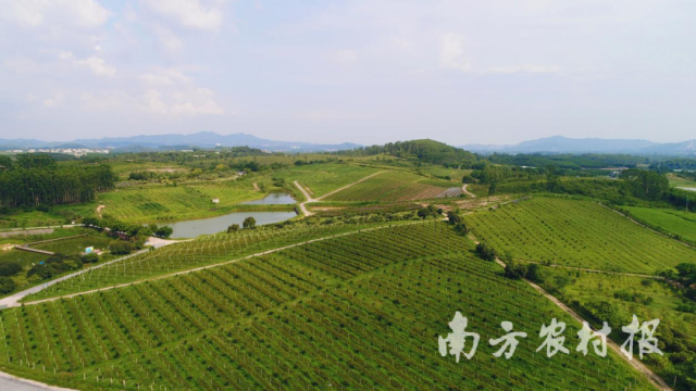 美林农业苗圃基地 美林农业苗圃基地