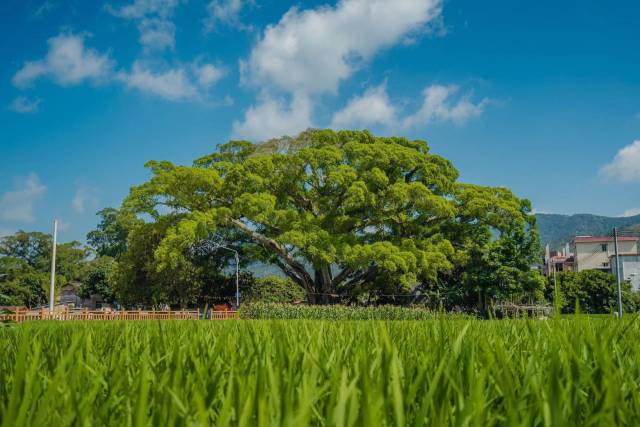 石頭村建起了古樹公園，進一步加強對“雅榕王”的保護,。