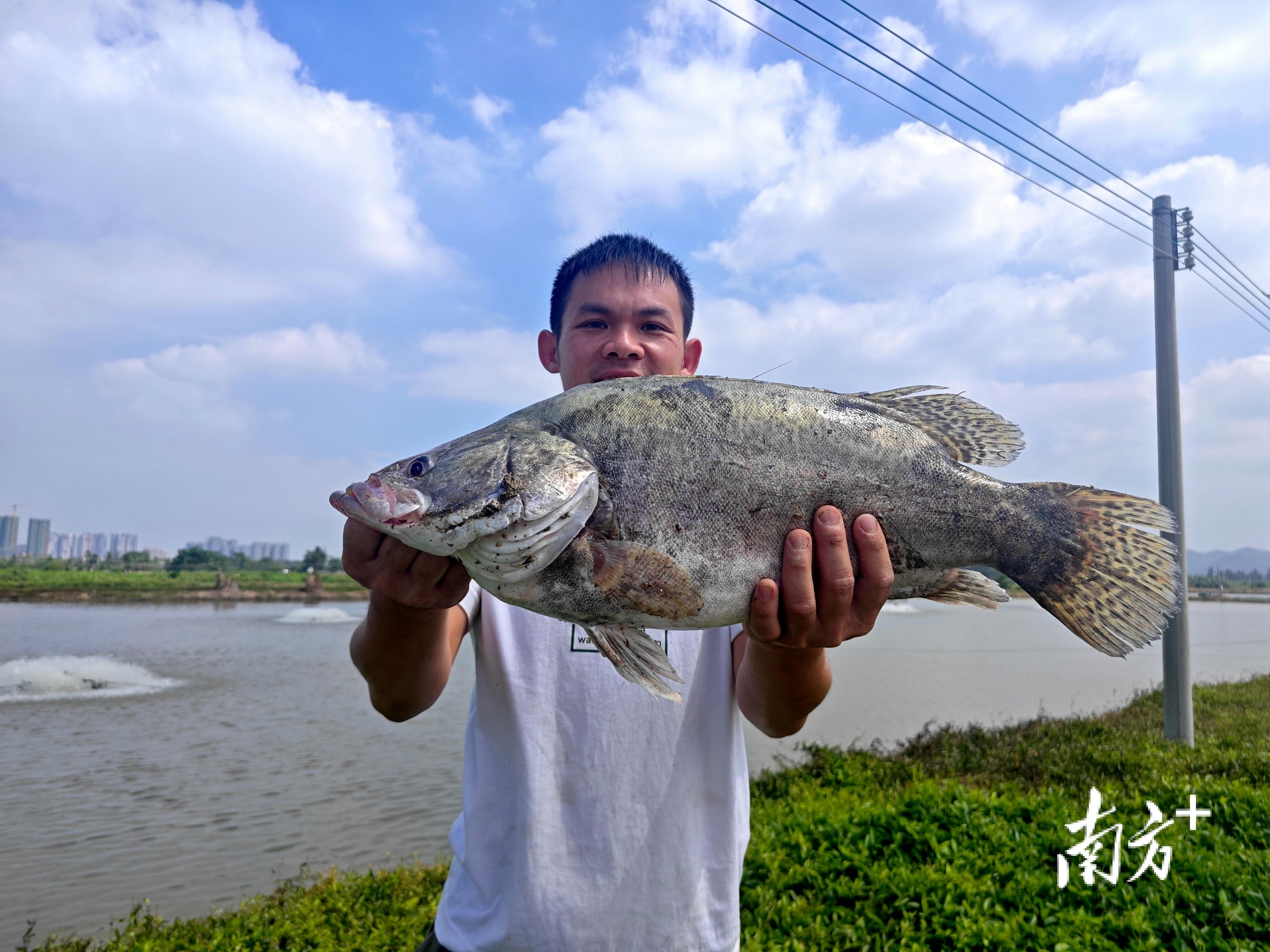 雷伟鸿回村养殖鳜鱼。台山市委组织部供图