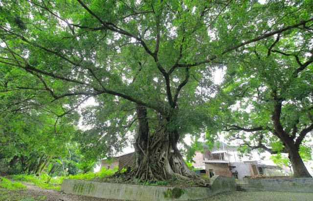 位于广州市增城区石滩镇上塘村落仙塘社的一级古树，树龄 548年。