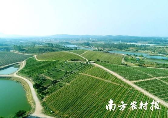美林农业油茶种植基地 美林农业油茶种植基地