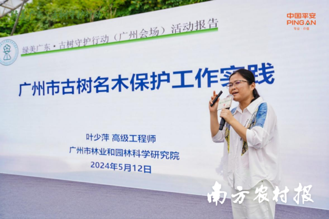 广州市林业和园林科学研究院高级工程师叶少萍介绍古树名木保护工作。有新