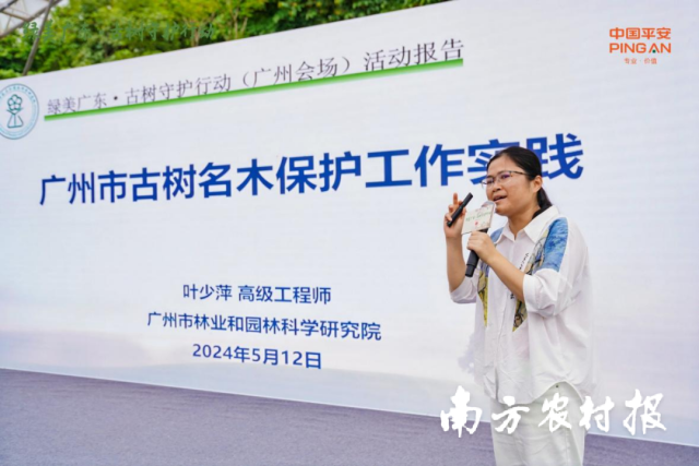 广州市林业和园林科学研究院高级工程师叶少萍介绍古树名木保护工作。绿美 广州市林业和园林科学研究院高级工程师叶少萍介绍古树名木保护工作。有新