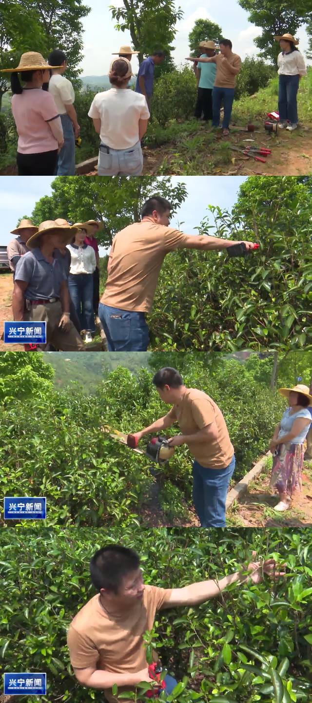 梅州市农林迷信院茶叶钻研所专家为茶农现场教学。